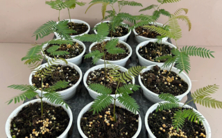 耳环花的图片和功效耳环花植物学名