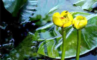 魔兽世界黄金莲,魔兽世界 黄金挑战