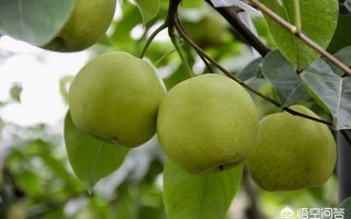 翠冠梨与翠玉梨的区别有哪些？