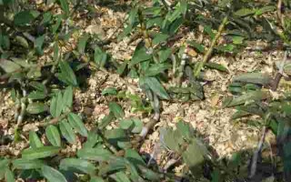 野生金耳环有什么作用金耳环草药长什么样子的