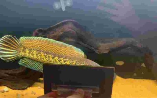 黄金眼镜蛇雷龙怎么养黄金眼镜蛇