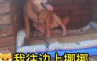 抖音狗子与我,抖音张悦狗子与我事件