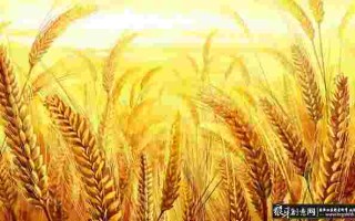 金黄金黄的什么金黄金黄的什么和什么怎么写