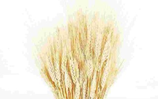 韩国软黄金减肥韩国软黄金