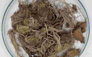 金耳环药材草药金耳环的功效与作用