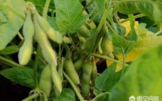 种植黄豆一般情况下什么时候下种，一蔸到底放几颗黄豆种子较为适宜呢？