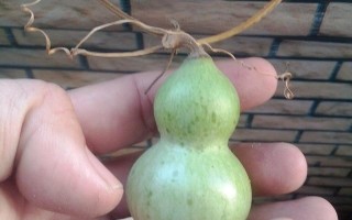 手捻葫芦应该如何挑选和把玩？