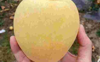 黄金苹果黄金苹果图片