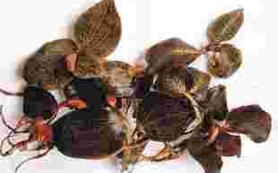 金耳环草药贵吗多少钱金耳环草药贵吗