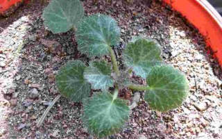 耳环花是什么植物,耳环花是什么植物类型