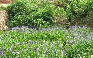 黄金莲哪里多野生黄金莲花图片