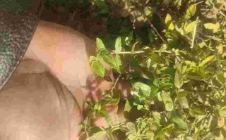 金耳环草药多少钱一斤金耳环草药图片