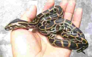 黄金蟒多少钱一条8米黄金蟒多少钱