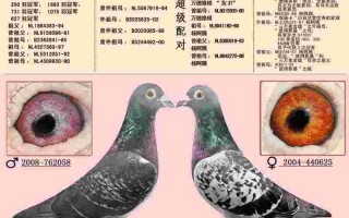 超级黄金右眼,超级黄金右眼罗晓