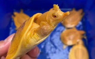 黄金甲鱼黄金甲鱼竿正品多少钱