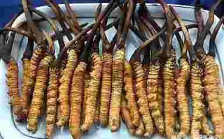 黄金虫草的价位是多少黄金虫草