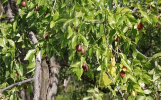 黄金木枣价格黄金木枣