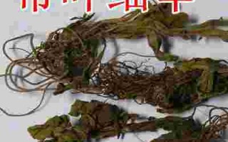 金耳环是什么中药别名呢金耳环是什么中药别名