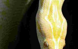 黄金巨蟒有毒吗,黄金巨蟒