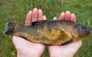 被称为软黄金的鱼类是?,被称为软黄金的鱼类是