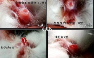 怎么分辨,怎么分辨自己