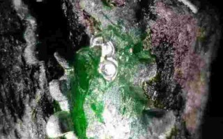 翡翠原石一般多少钱翡翠原石一般多少钱一个