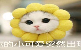 会卡翡翠原石的特点,翡翠专家原石讲解