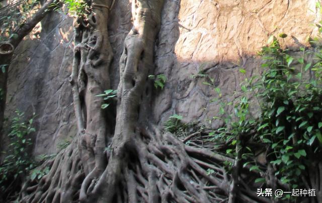 有什么方法让树自然死掉吗？-第3张图片-翡翠网