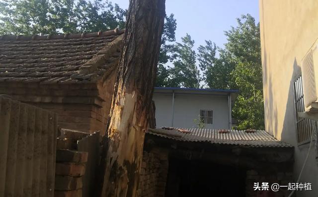 有什么方法让树自然死掉吗？-第1张图片-翡翠网