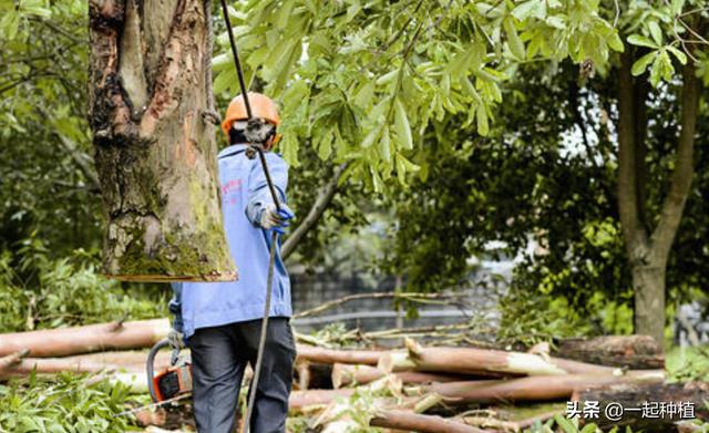 有什么方法让树自然死掉吗？-第6张图片-翡翠网