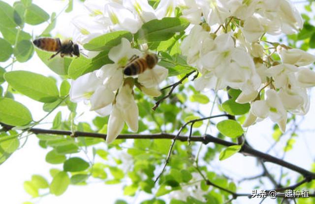 有什么方法让树自然死掉吗？-第2张图片-翡翠网