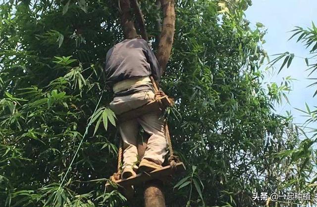 有什么方法让树自然死掉吗？-第5张图片-翡翠网