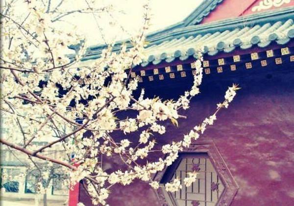 天津有什么风景啊景色啊适合拍照写生的地方?-第90张图片-翡翠网 天津有什么风景啊景色啊适合拍照写生的地方?-第90张图片-翡翠网