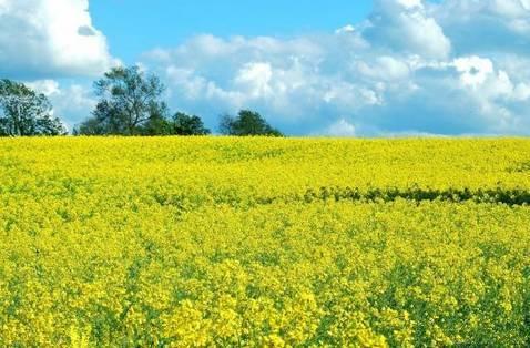 天津有什么风景啊景色啊适合拍照写生的地方?-第96张图片-翡翠网 天津有什么风景啊景色啊适合拍照写生的地方?-第96张图片-翡翠网