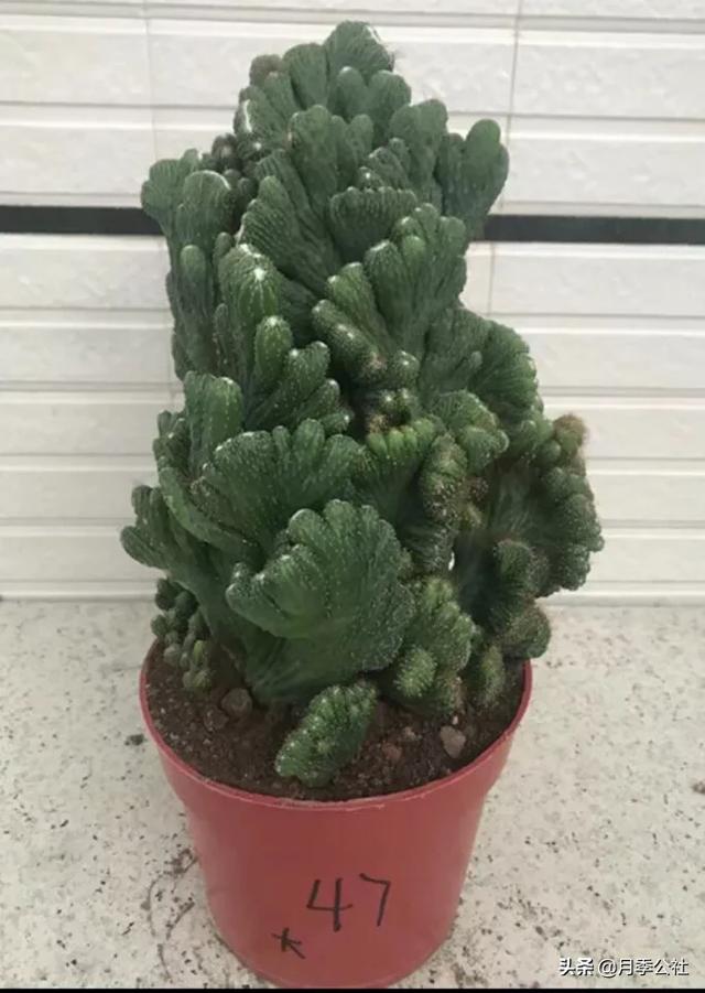 玉麒麟一个多月才浇一次水，然后放在阳台怎么就变软了呢？-第2张图片-翡翠网