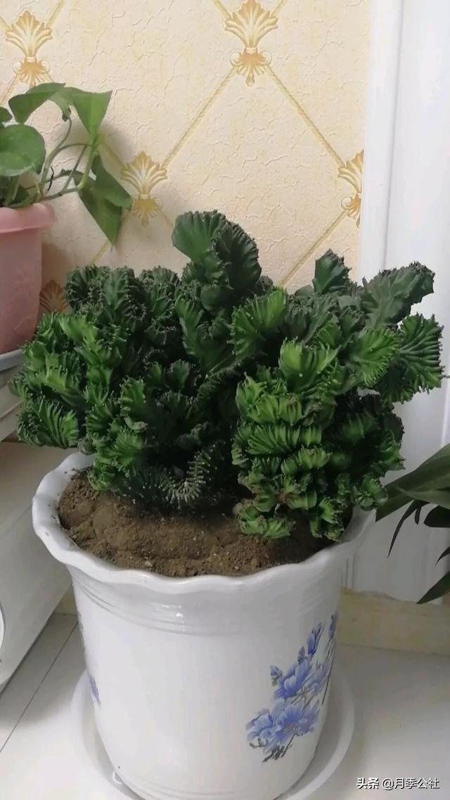 玉麒麟一个多月才浇一次水，然后放在阳台怎么就变软了呢？-第1张图片-翡翠网