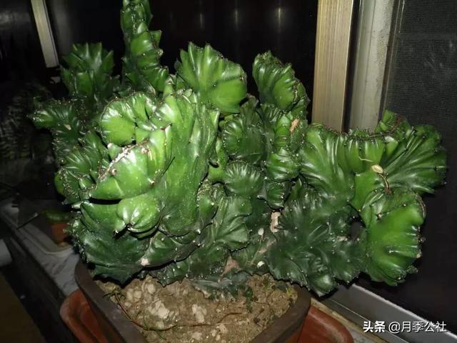 玉麒麟一个多月才浇一次水，然后放在阳台怎么就变软了呢？-第4张图片-翡翠网