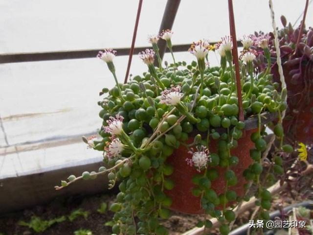多肉植物佛珠如何繁殖？怎样养护才能让佛珠更圆？-第1张图片-翡翠网
