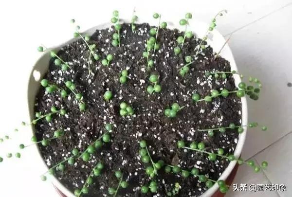 多肉植物佛珠如何繁殖？怎样养护才能让佛珠更圆？-第3张图片-翡翠网