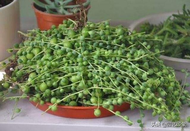 多肉植物佛珠如何繁殖？怎样养护才能让佛珠更圆？-第2张图片-翡翠网