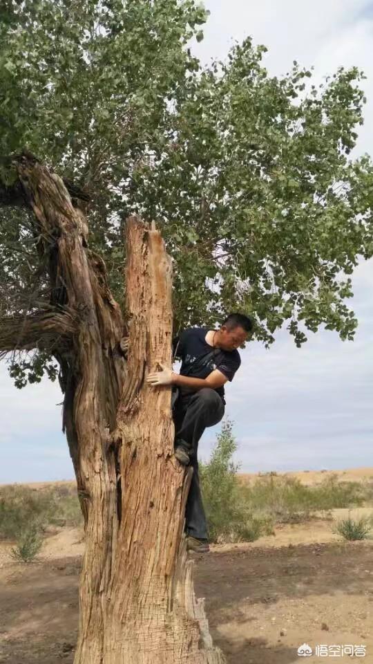 什么样的翡翠是收藏级翡翠?-第1张图片-翡翠网 什么样的翡翠是收藏级翡翠?-第1张图片-翡翠网