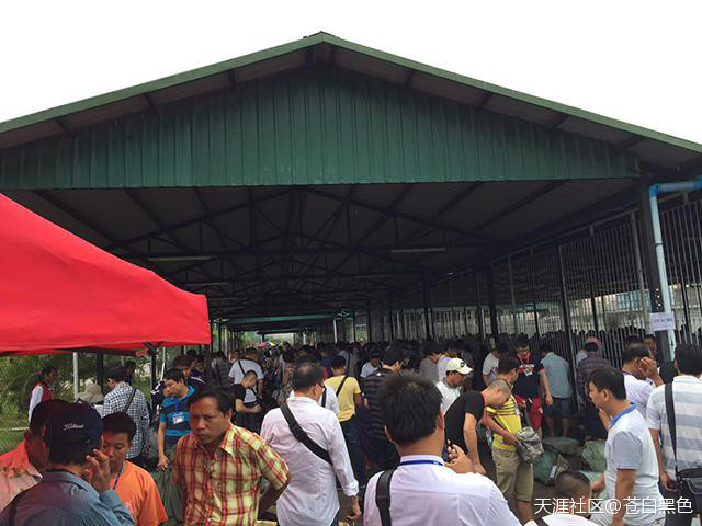 疯了疯了,33克的翡翠原石价值一辆玛莎拉蒂!!!-第3张图片-翡翠网 疯了疯了,33克的翡翠原石价值一辆玛莎拉蒂!!!-第3张图片-翡翠网