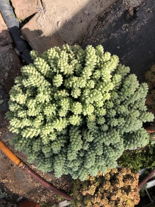 多肉玉缀全露养，夏天没遮阳，你们的玉缀会狂掉叶子吗？-第2张图片-翡翠网