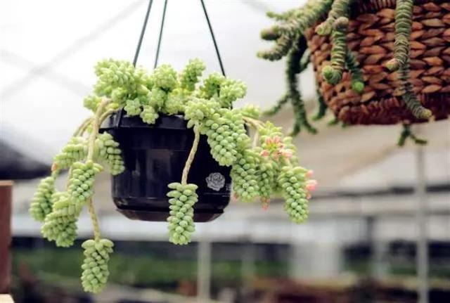 多肉玉缀全露养，夏天没遮阳，你们的玉缀会狂掉叶子吗？-第4张图片-翡翠网