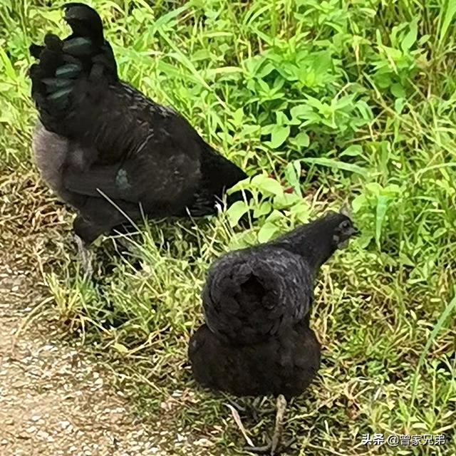 树荫下适合种植什么？有经济效益的，或者适合养殖什么？-第8张图片-翡翠网