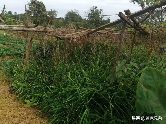 树荫下适合种植什么？有经济效益的，或者适合养殖什么？-第3张图片-翡翠网