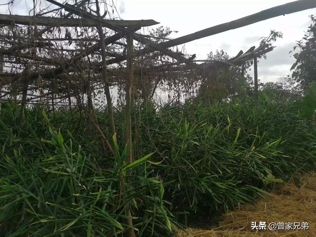 树荫下适合种植什么？有经济效益的，或者适合养殖什么？-第5张图片-翡翠网