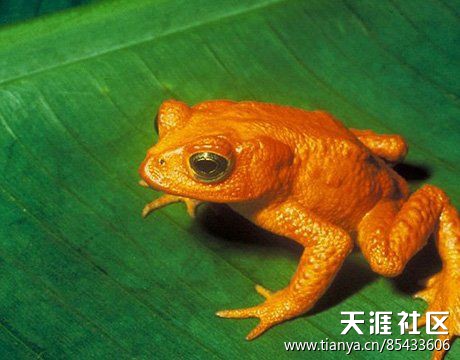 再也看不到的11种动物:金蟾蜍惊艳世界From GRosifu(转载)-第1张图片-翡翠网 再也看不到的11种动物:金蟾蜍惊艳世界From GRosifu(转载)-第1张图片-翡翠网