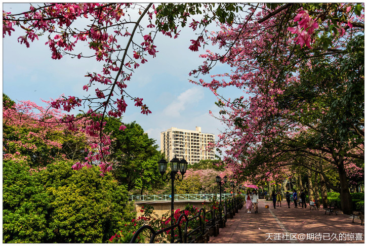 ※【期待已久】广州那一片让人心醉的俏色-第23张图片-翡翠网 ※【期待已久】广州那一片让人心醉的俏色-第23张图片-翡翠网