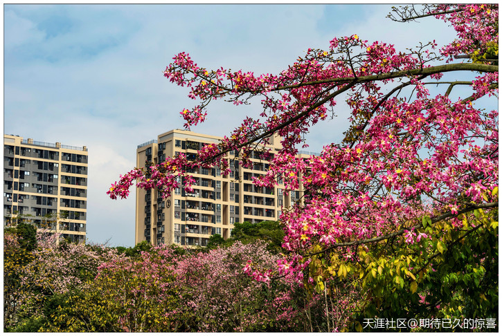 ※【期待已久】广州那一片让人心醉的俏色-第30张图片-翡翠网 ※【期待已久】广州那一片让人心醉的俏色-第30张图片-翡翠网